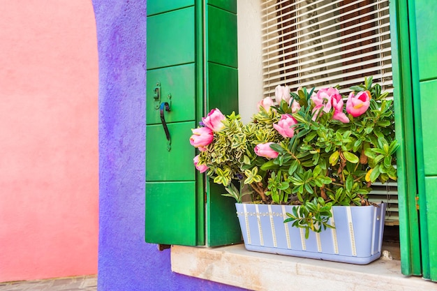 Flores na janela. Casas coloridas na ilha de Burano, perto de Veneza, Itália