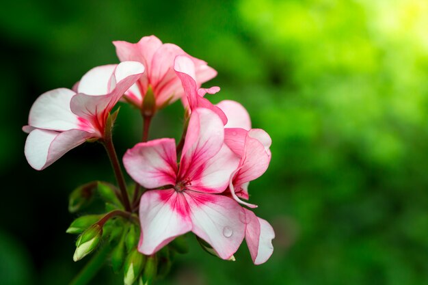 Flores na natureza.