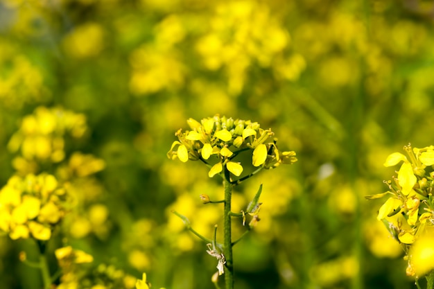 Flores na primavera