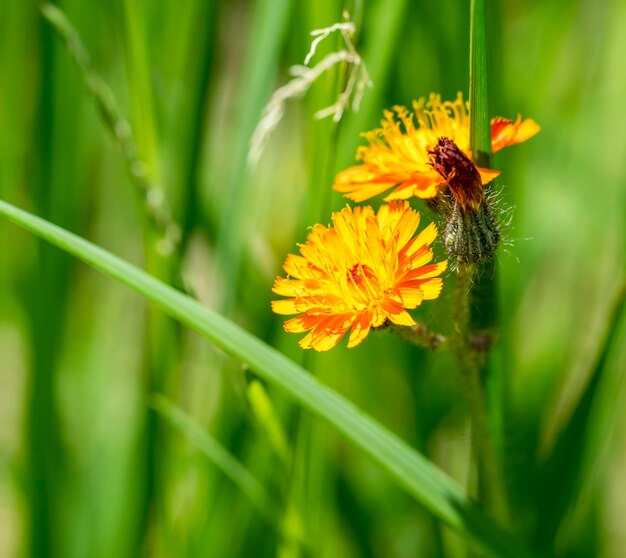 flores de naranja en un ambiente natural