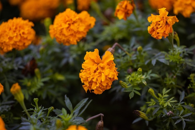 Las flores de naranja en flor Foto