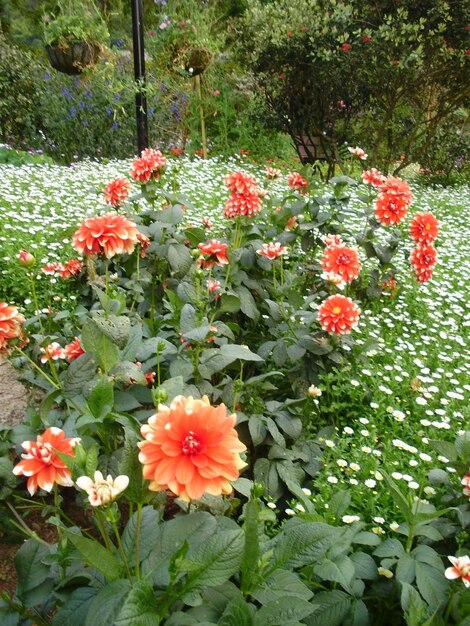 Foto flores de naranja en el jardín