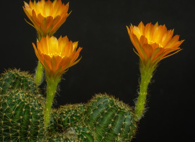 Flores de naranja en mini cactus nombre Lobivia pequeña olla en fondo negro aislado tiro de estudio e iluminación