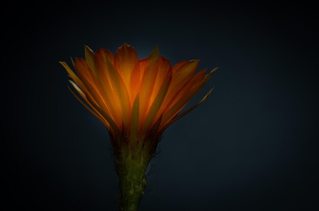 Foto flores de naranja en mini cactus nombre lobivia pequeña olla en fondo negro aislado tiro de estudio e iluminación