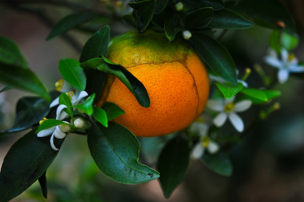 Flores de naranja y naranja en el jardín