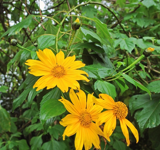 las flores de naranja en Uganda