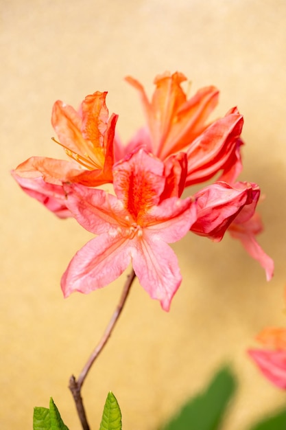 Flores naranjas brillantes de rododendros que florecen en el jardín de verano contra el fondo dorado