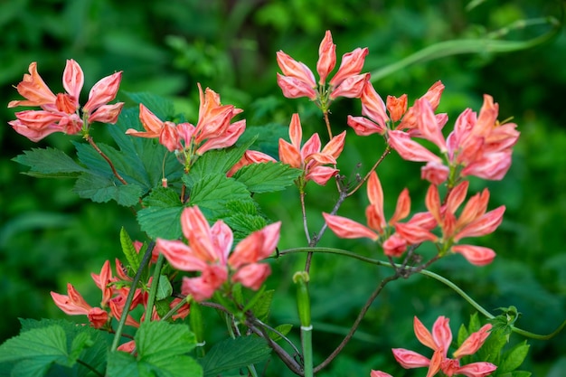 Flores naranjas brillantes de rododendros que florecen en el jardín de verano entre follaje y hierba