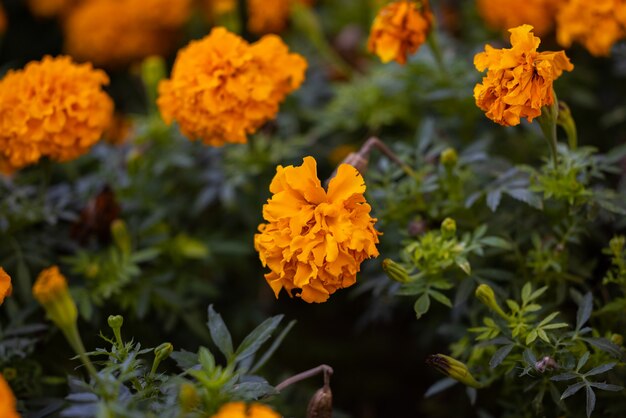 Flores naranjas en la naturaleza.