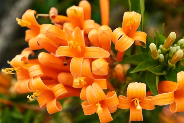 Flores naranjas con pétalos texturizados en una mañana en el jardín