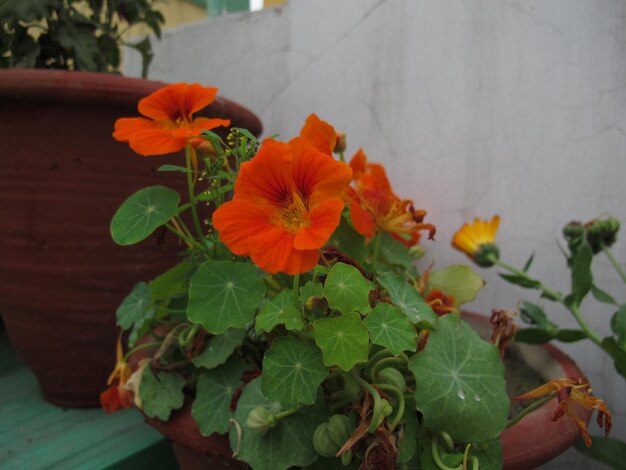 flores naranjas que florecen en una maceta