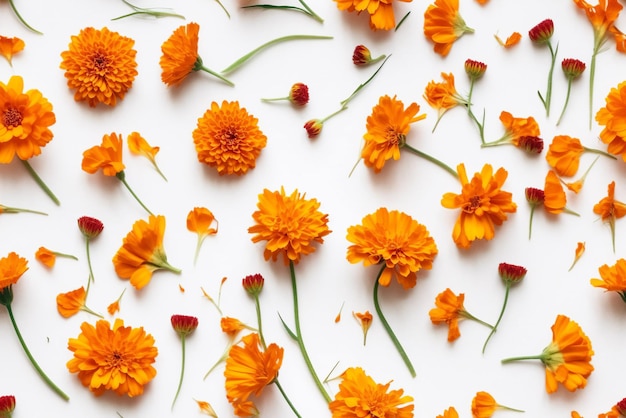 Flores naranjas sobre un fondo blanco.