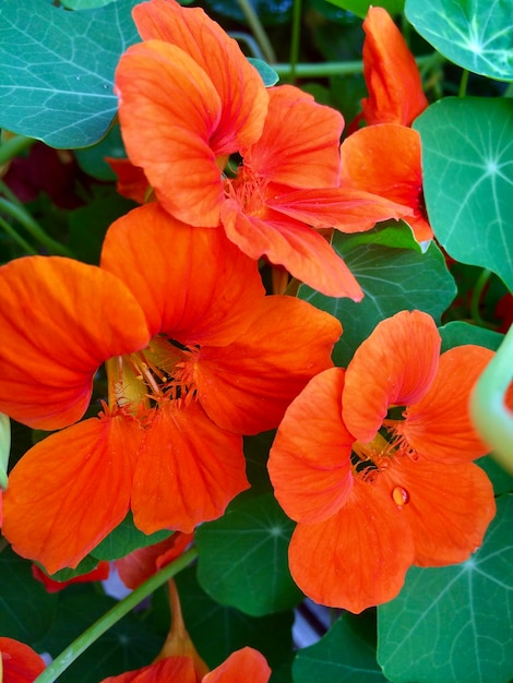 flores naranjas de verano