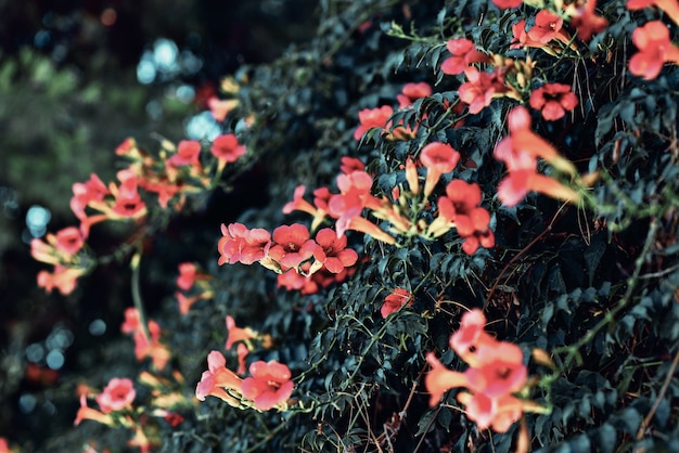 Foto flores naranjas de la vid de trompeta florecen