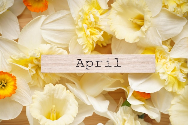 Foto flores de narciso amarillo y calendario de madera sobre fondo de madera vista superior primer plano