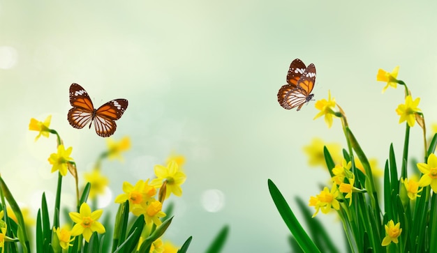 Flores de narciso amarillo sobre fondo de primavera con mariposas
