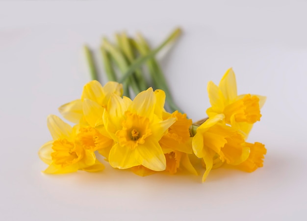 Flores de narciso amarillo