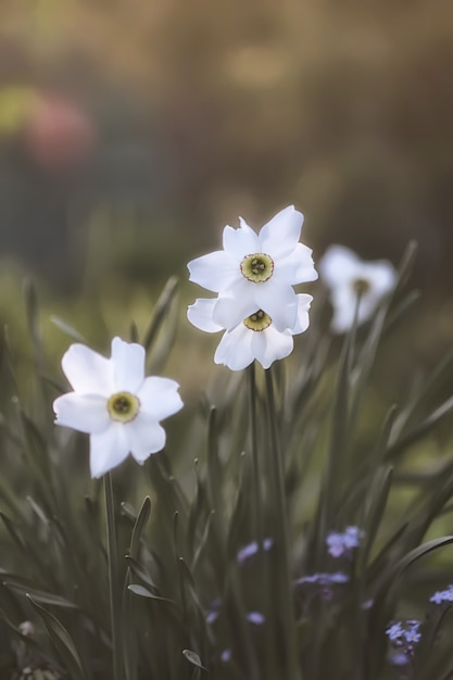 Flores de narciso blanco en el jardín de primavera. Plantas de narcisos a la luz del sol.