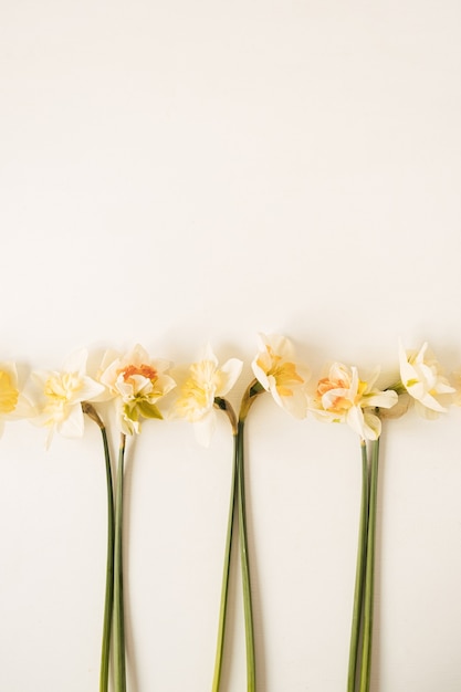 Flores de narciso en blanco