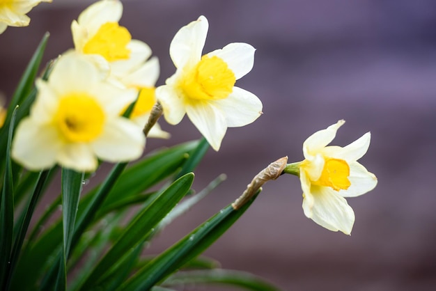 Flores de narciso en el jardín, paisaje de verano y naturaleza