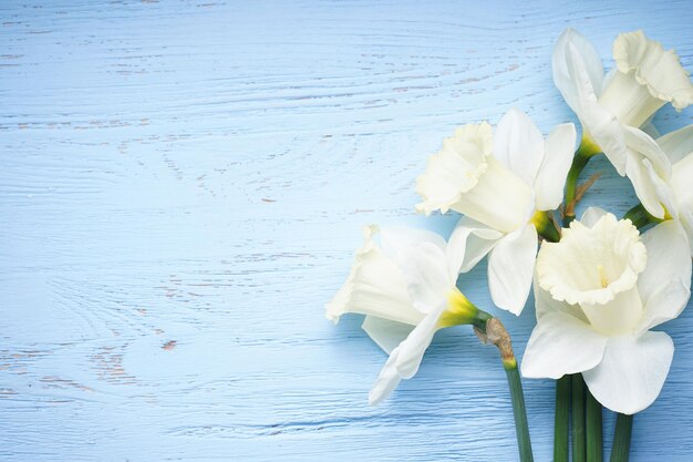 Flores de narciso sobre fondo de madera azul con espacio para texto Vista superior de primer plano