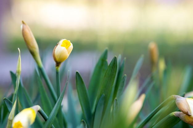 Flores de narciso tiernas amarillas que florecen en el jardín de primavera.