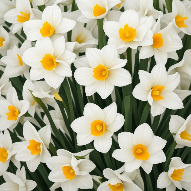 Foto las flores de narciso