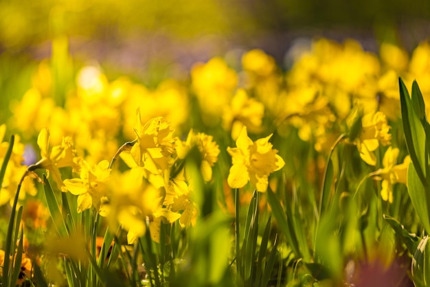 Flores de narcisos amarillos florecientes con hierba verde borrosa y paisaje de árboles. Naturaleza primaveral soleada