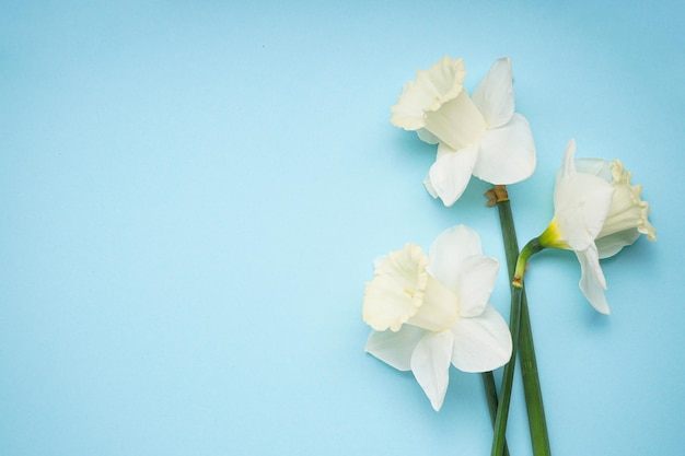 Flores de narcisos amarillos en un lugar de fondo azul para la vista superior del texto