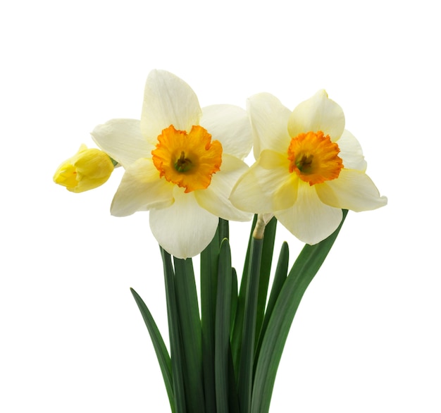 Flores de narcisos frescos, aislado en blanco