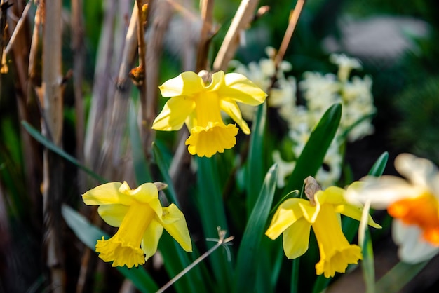 Flores narcisos Narciso amarelo e branco Plantas de bulbo de floração da primavera no canteiro de flores