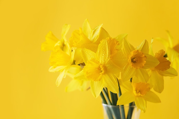 Flores de narcisos de pie en un jarrón transparente contra la pared amarilla