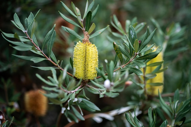 Flores nativas australianas no mato na primavera