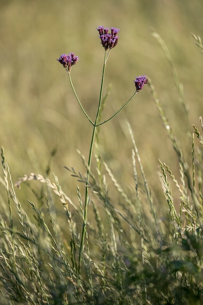 Flores nativas Verbena bonariensis en el campo forestal de la Patagonia Argentina