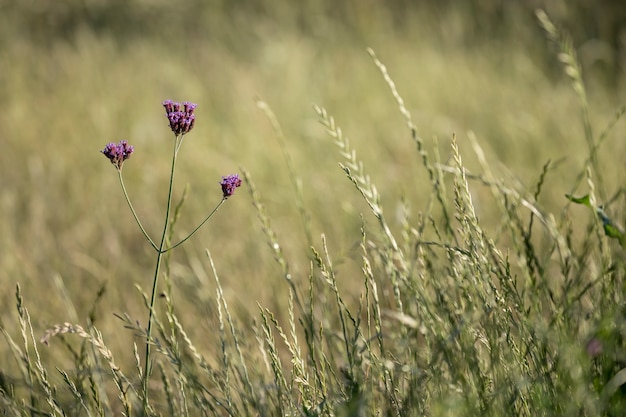 Flores nativas Verbena Bonariensis no campo da floresta