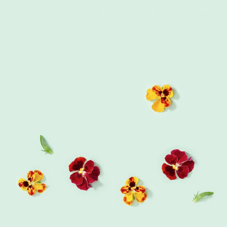 Foto flores naturais flores de coração e folhas pequenos botões brilhantes de flores amor-perfeito
