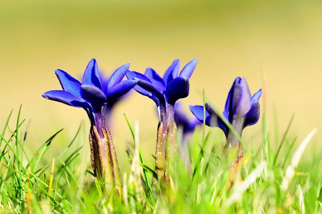 Flores naturais - Genciana - Gentiana verna