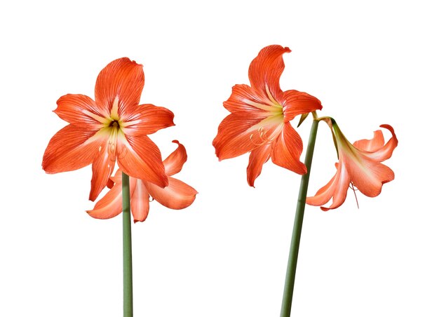 Flores naturales frescas de amarilis, rojo con vetas claras, sobre un tallo, aislado sobre un fondo blanco.