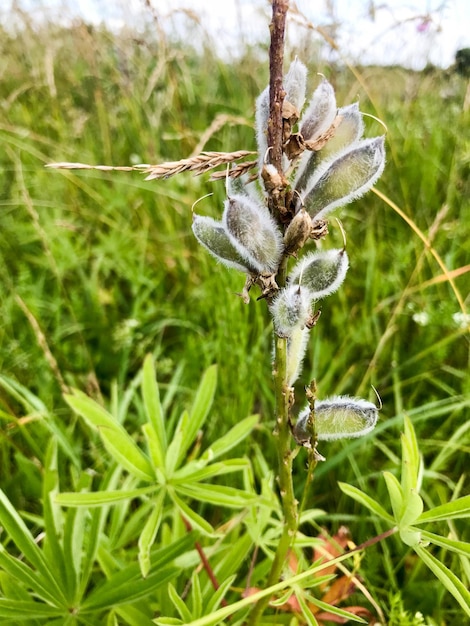 Flores naturales jóvenes blancas con pequeños pétalos de cogollos esponjosos con cogollos en hierba verde