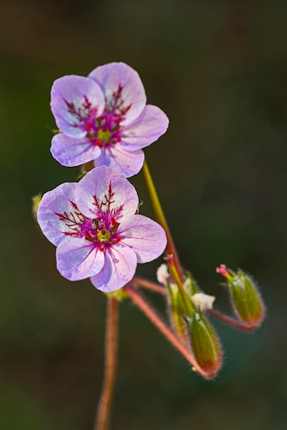 Flores naturales y silvestres Erodium