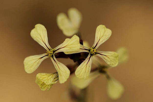 Flores naturales y silvestres - Eruca vesicaria.