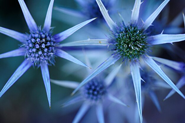 Flores naturales y silvestres: Eryngium bourgatii o glaciale.