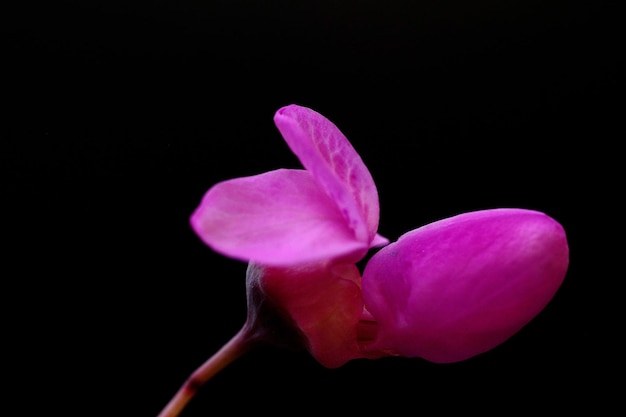 Flores naturales y silvestres Flor del amor