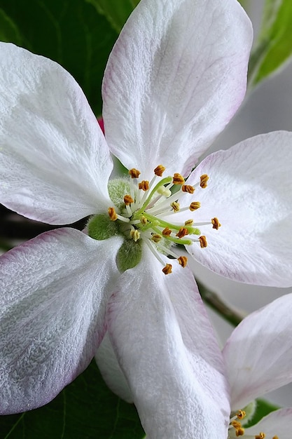 Flores naturales y silvestres Flor de peral