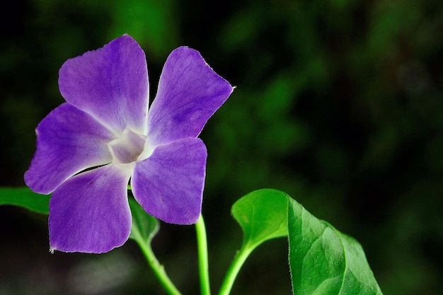 Flores naturales y silvestres - Vinca major.