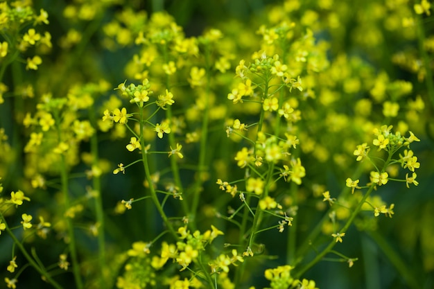 Flores naturales.