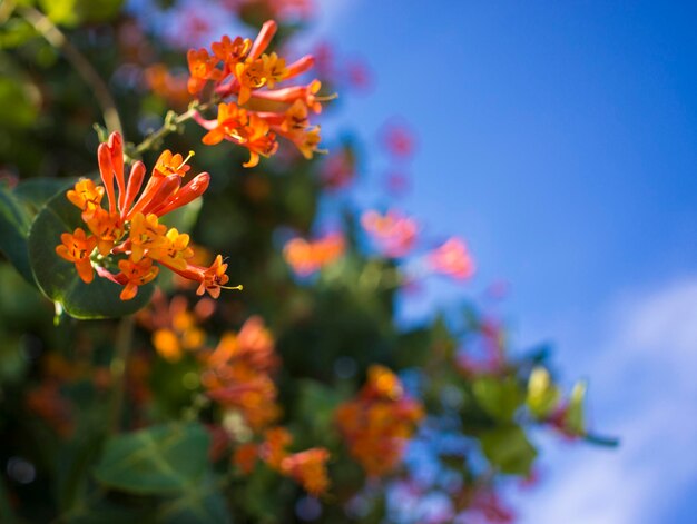 Flores y naturaleza en la mañana Todavía brillante Esta flor es Lonicera caprifoliumel cielo está despejado