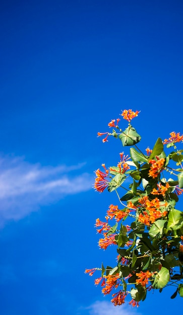 Flores y naturaleza en la mañana Todavía brillante Esta flor es Lonicera caprifoliumel cielo está despejado