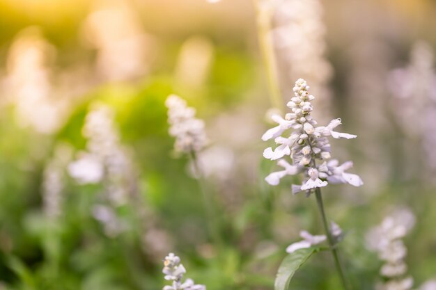 Flores en la naturaleza