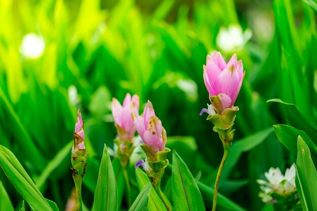 Flores en la naturaleza.